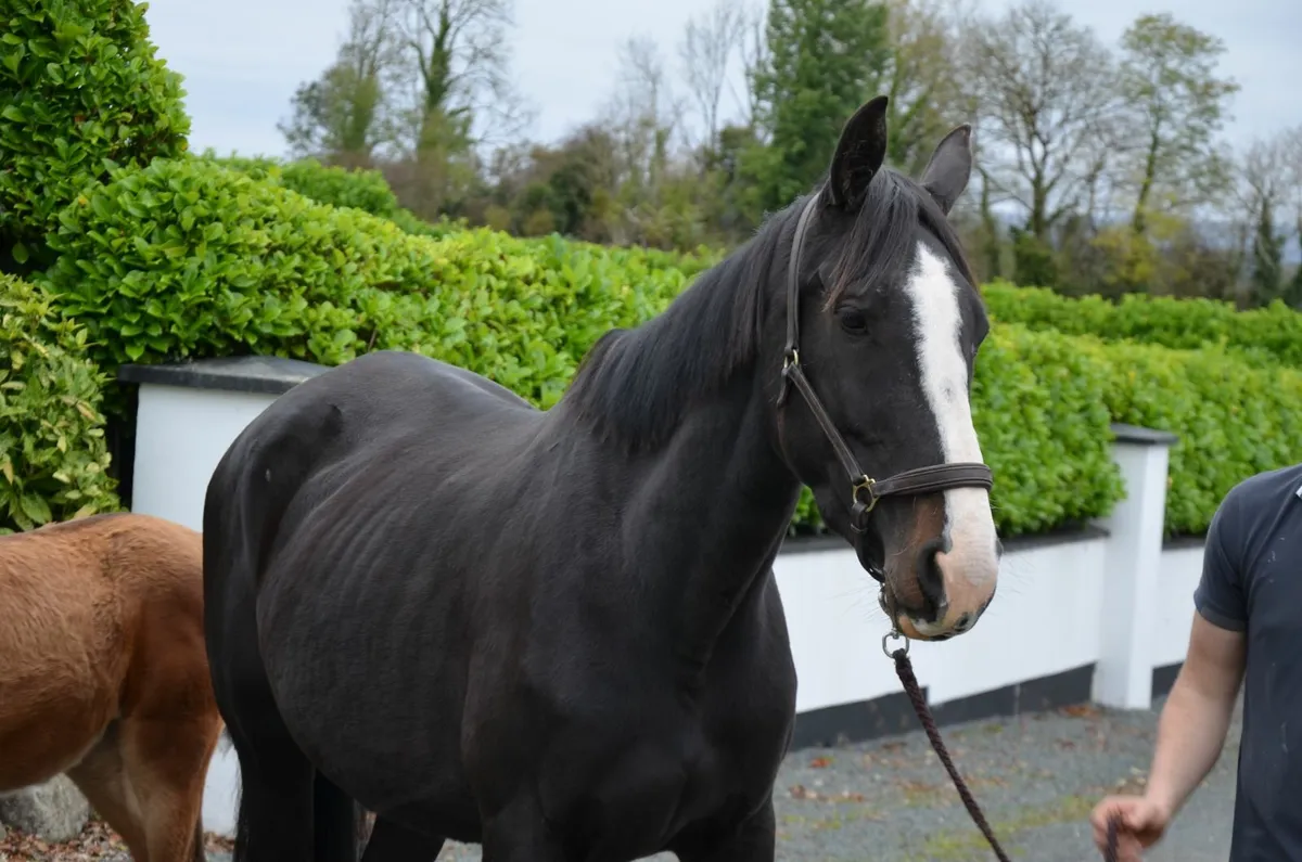 Je T'Aime Flamenco broodmare in foal to Livello - Image 3