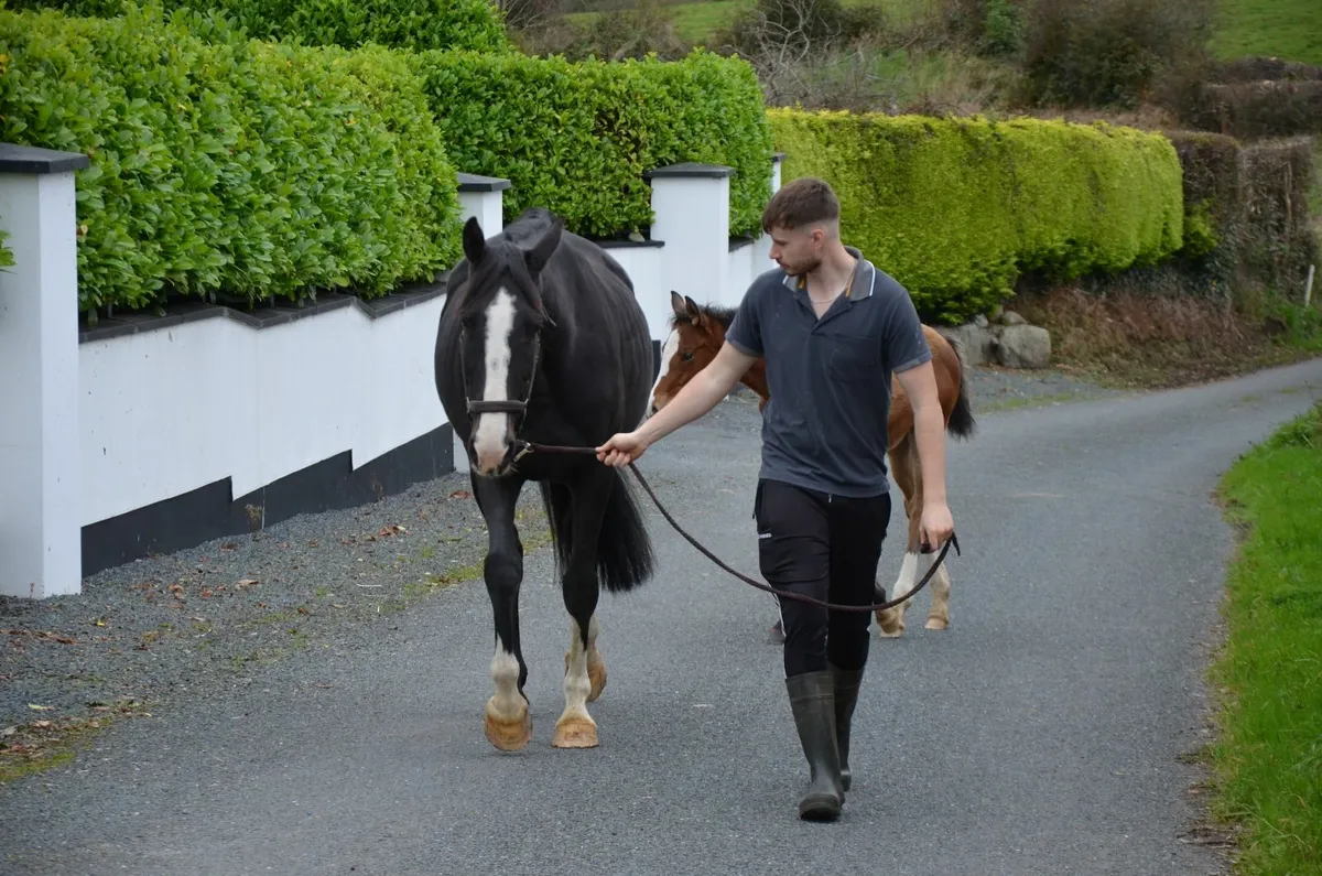 Je T'Aime Flamenco broodmare in foal to Livello - Image 4