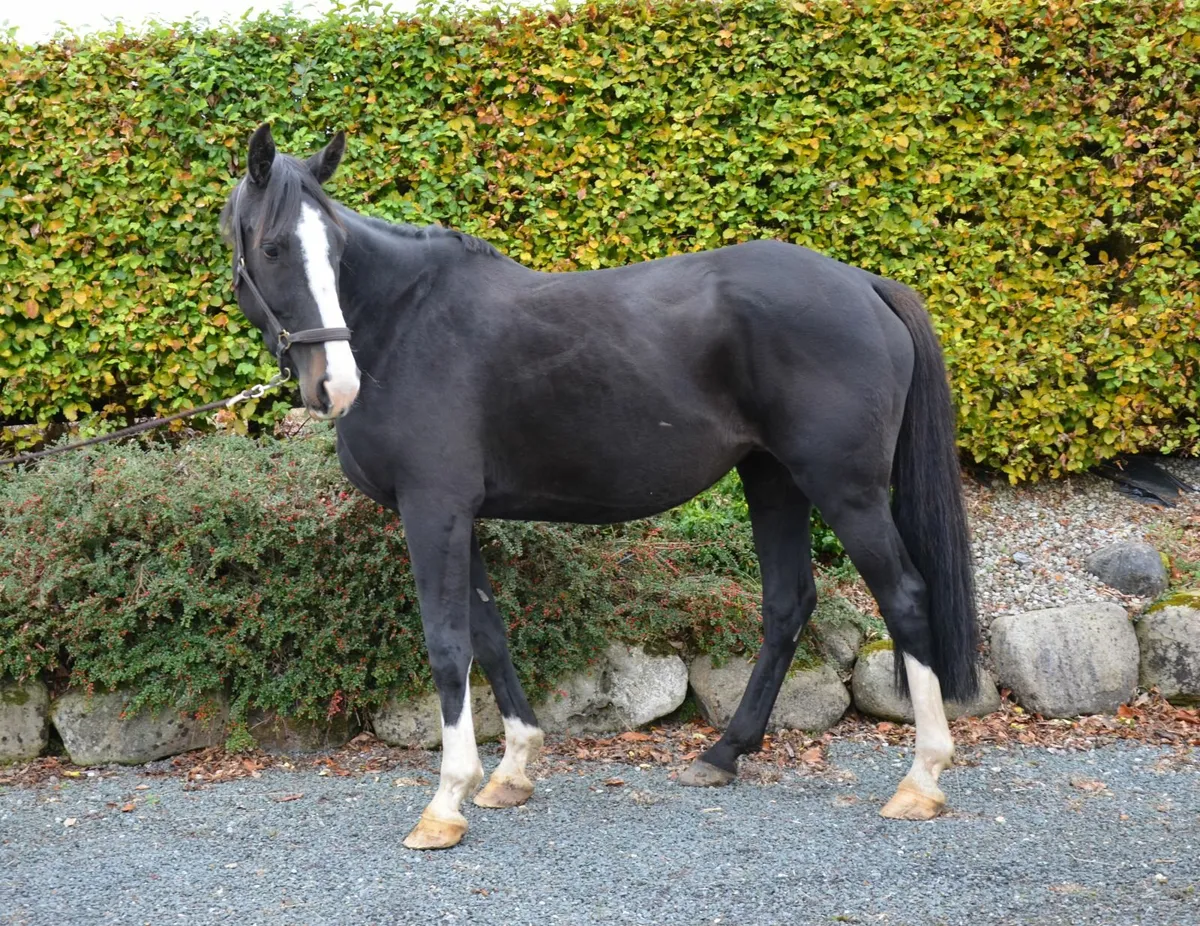 Je T'Aime Flamenco broodmare in foal to Livello - Image 1