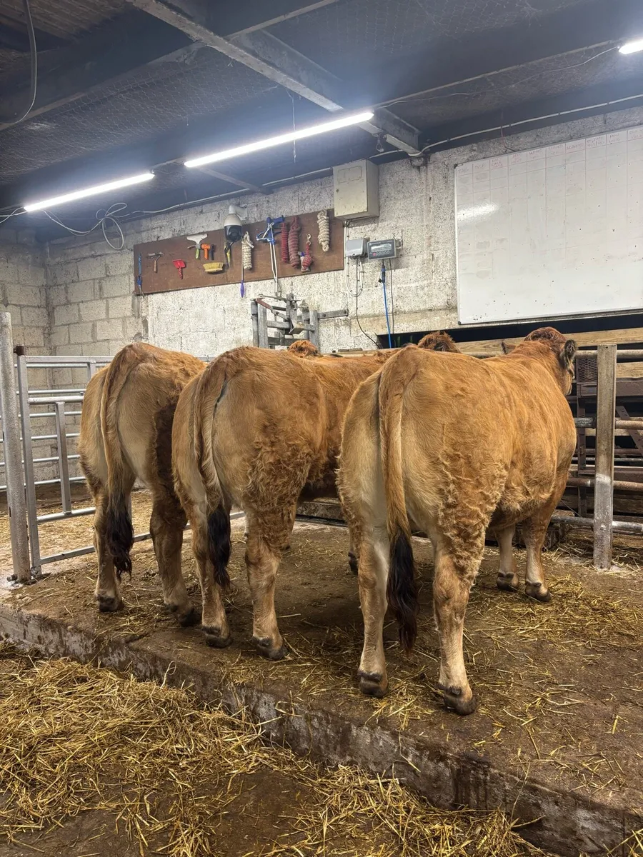 Aubrac Heifers - Image 2