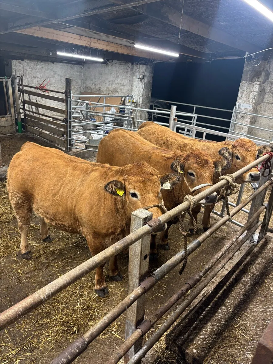 Aubrac Heifers - Image 3