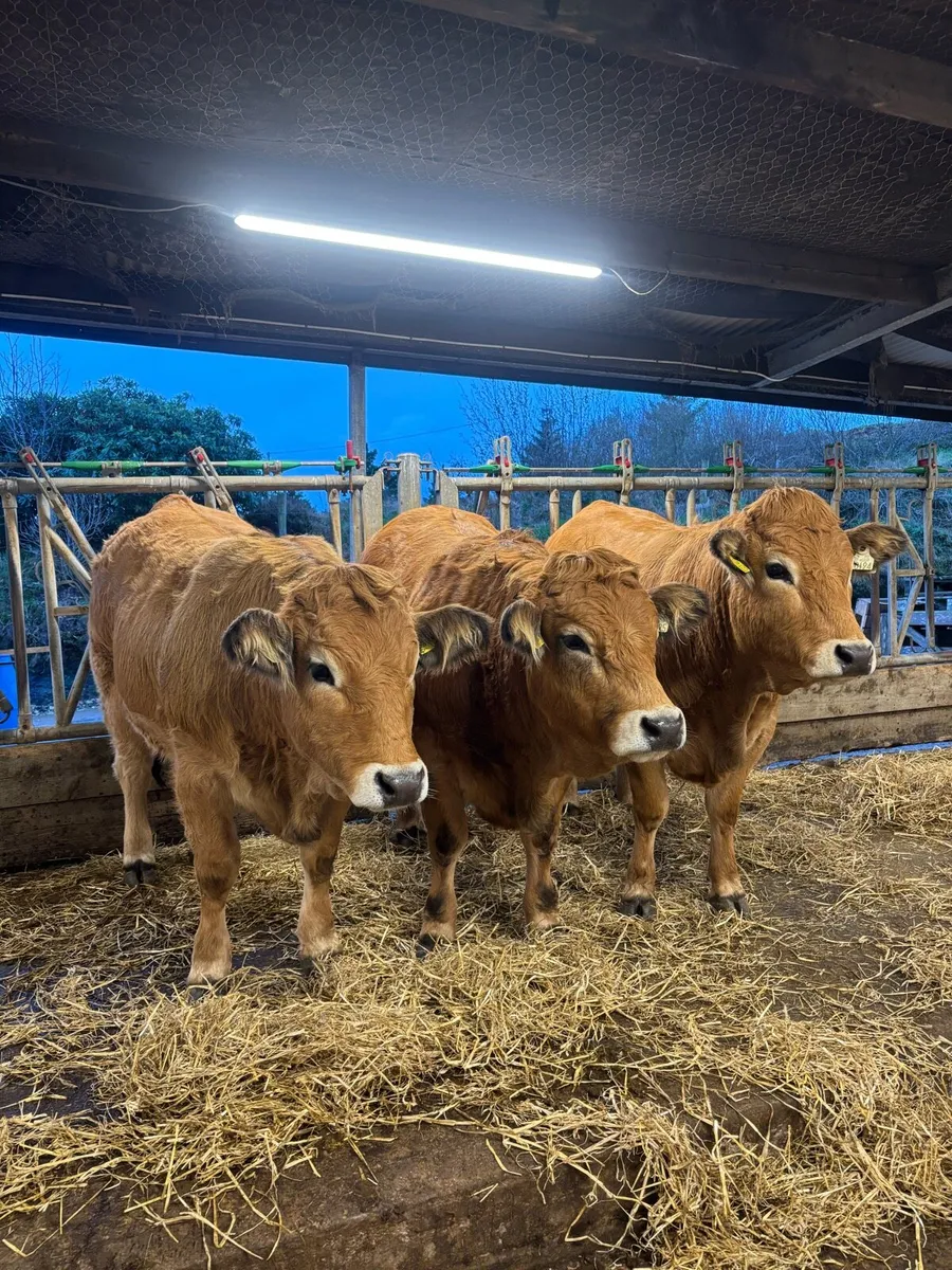 Aubrac Heifers - Image 1