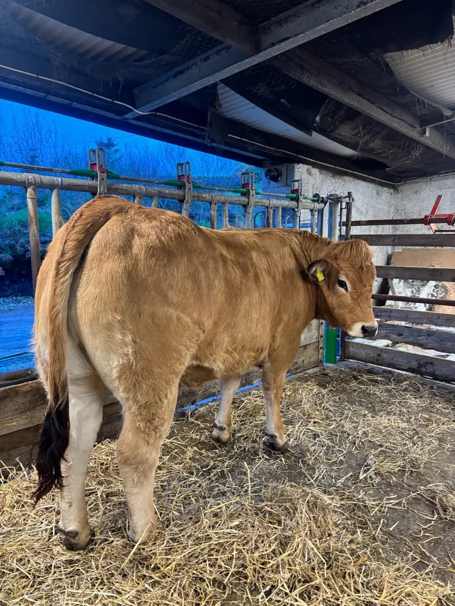 Aubrac Heifers - Image 4