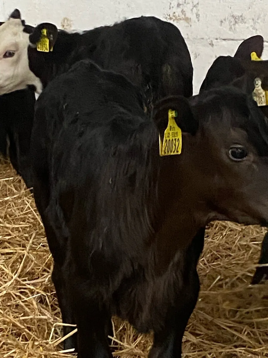 12 TOP QUALITY AI BRED HEIFER CALVES - Image 1