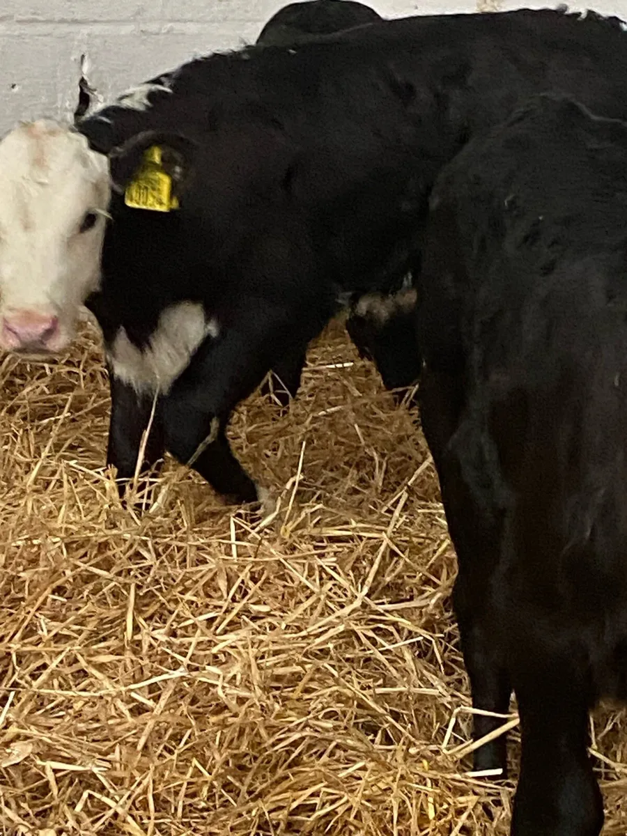 12 TOP QUALITY AI BRED HEIFER CALVES - Image 2