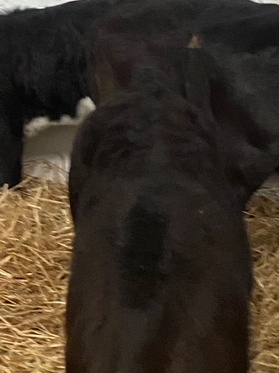 12 TOP QUALITY AI BRED HEIFER CALVES - Image 3