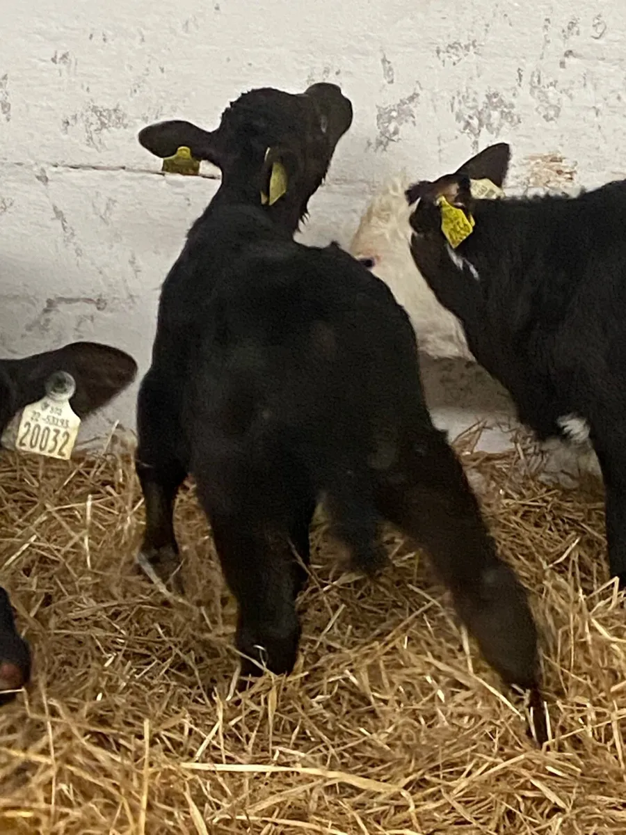 12 TOP QUALITY AI BRED HEIFER CALVES - Image 4