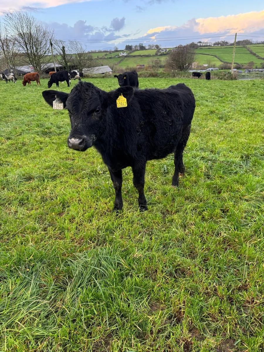 Bucket Reared Calves - Image 1