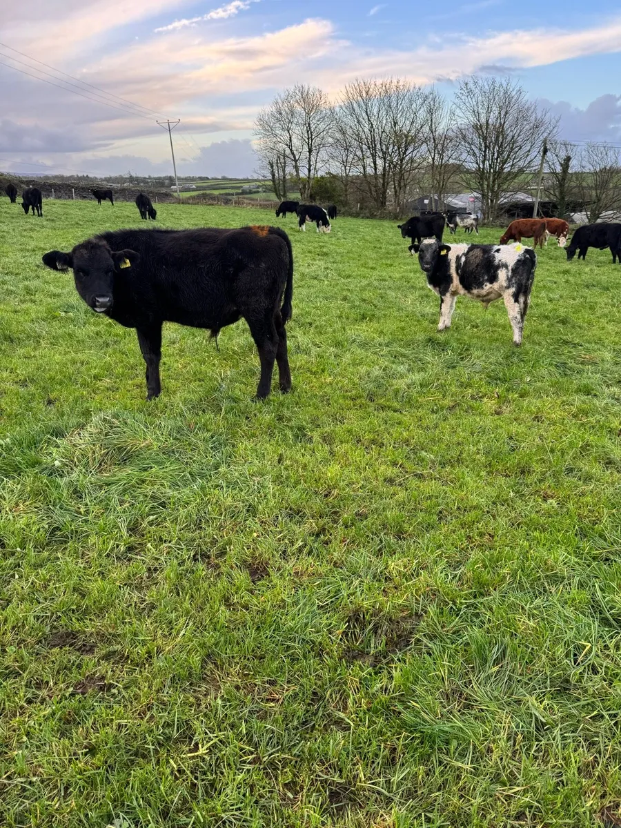 Bucket Reared Calves - Image 2