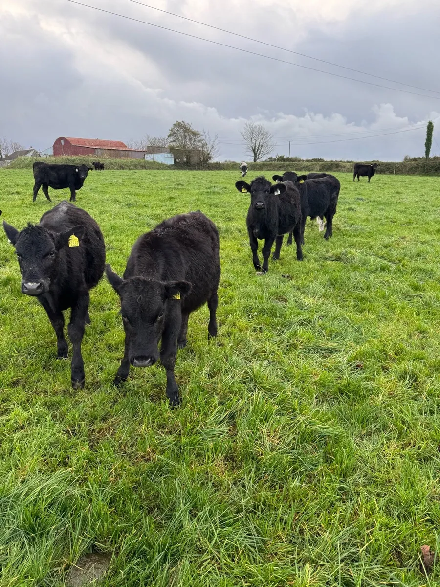 Bucket Reared Calves - Image 3