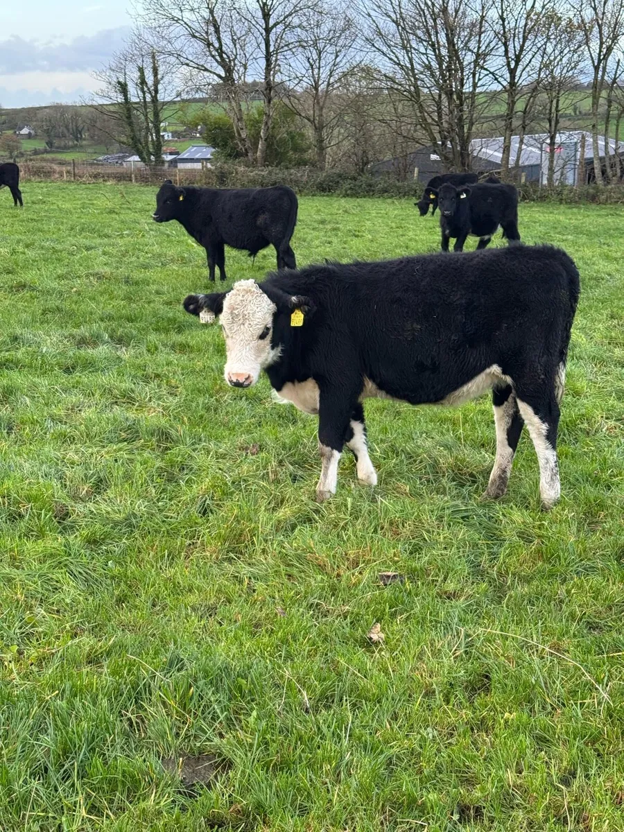 Bucket Reared Calves - Image 4