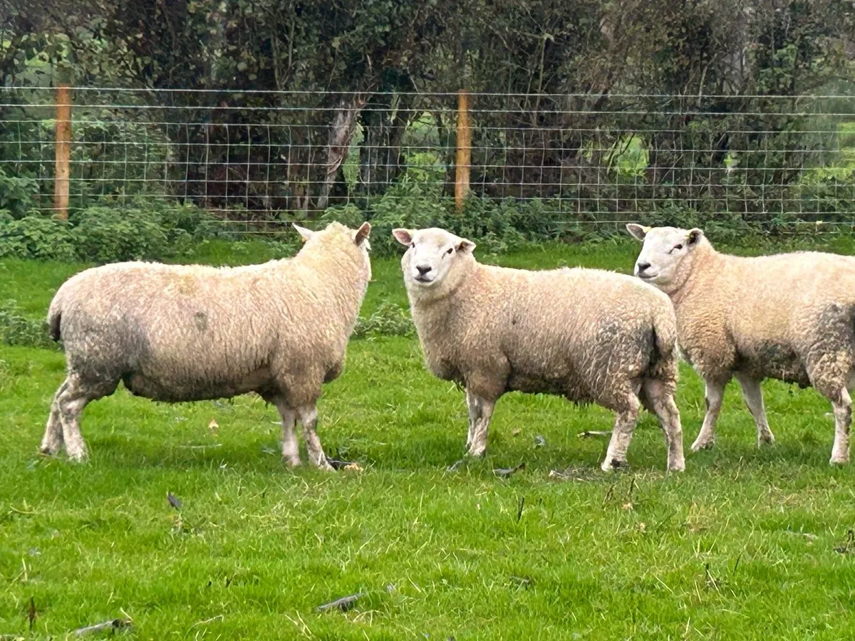 Romtex rams - Image 2