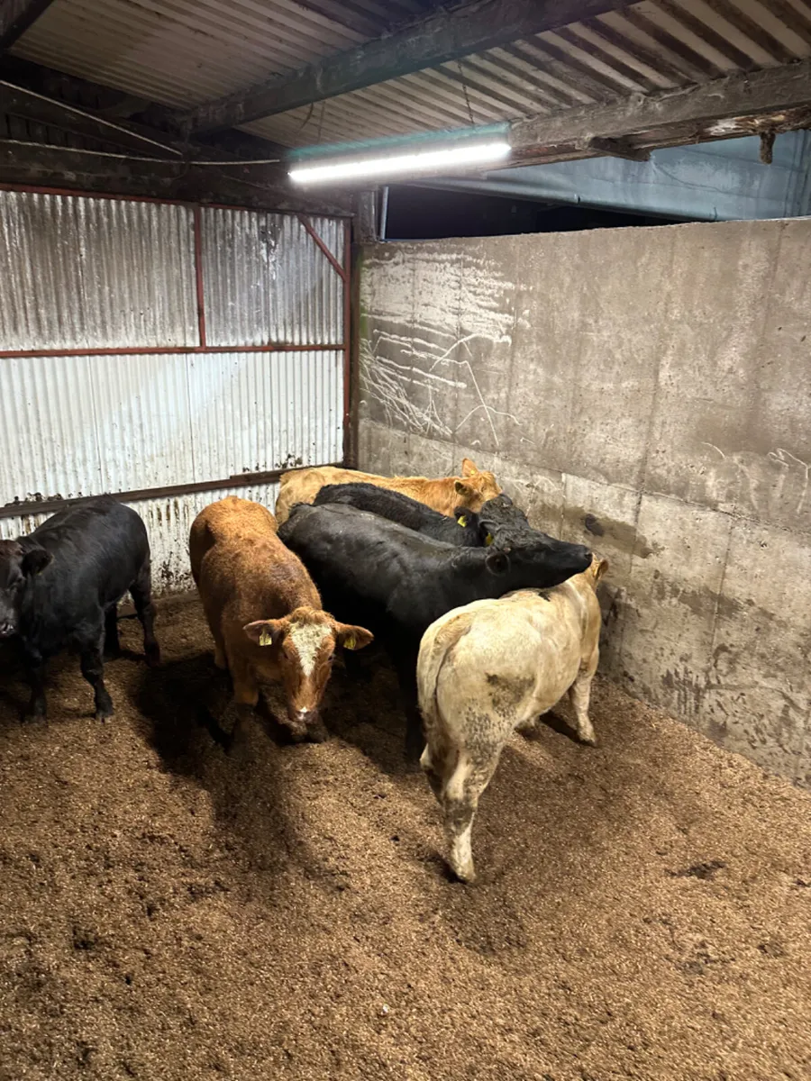 U grade bullocks - Image 2
