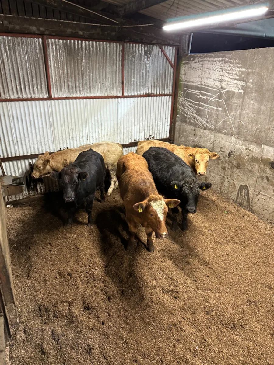 U grade bullocks - Image 3
