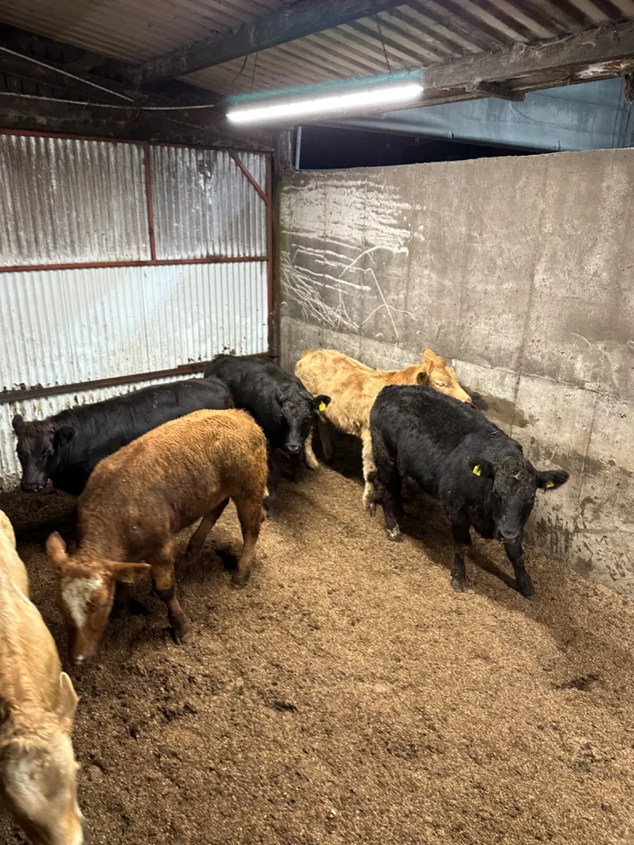 U grade bullocks - Image 1