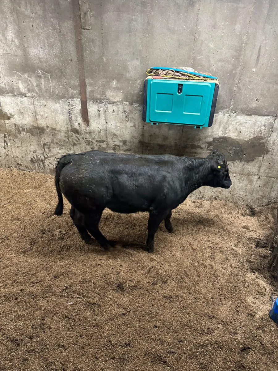 U grade bullocks - Image 4