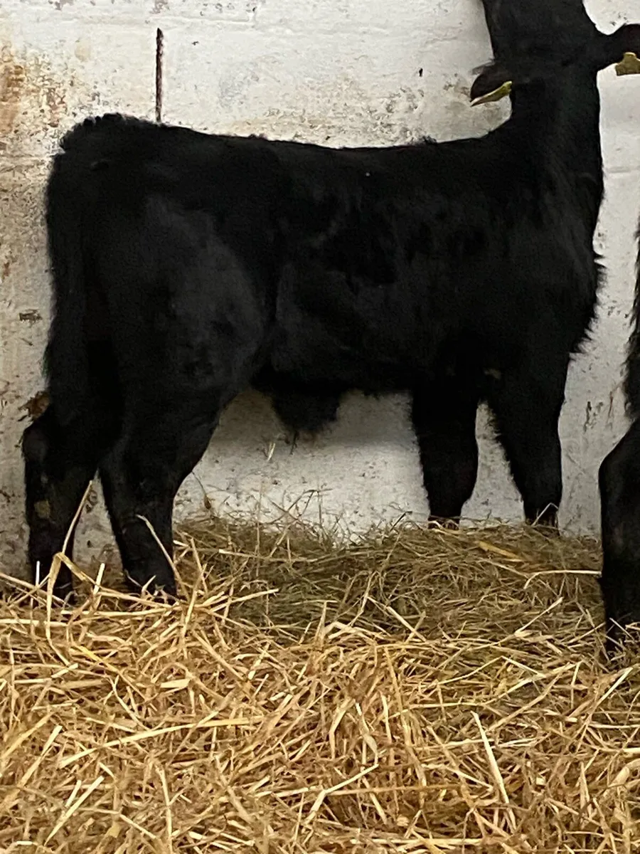 6 TOP QUALITY AI BRED BULL CALVES - Image 1