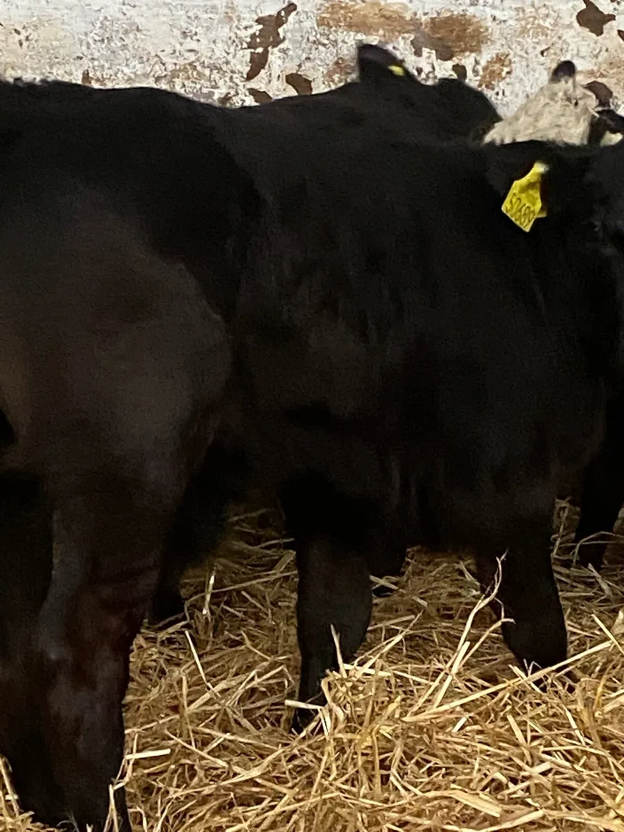 6 TOP QUALITY AI BRED BULL CALVES - Image 2