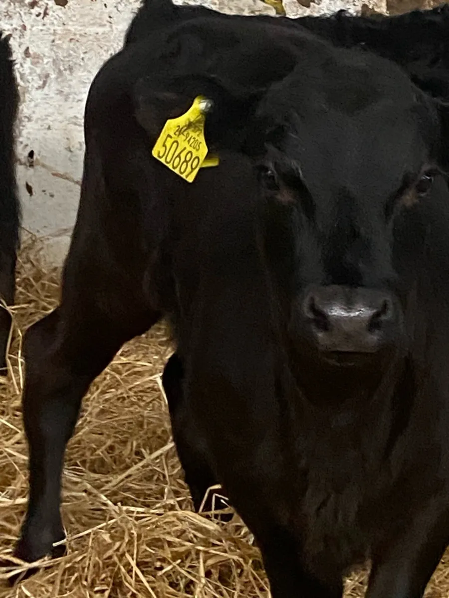 6 TOP QUALITY AI BRED BULL CALVES - Image 3