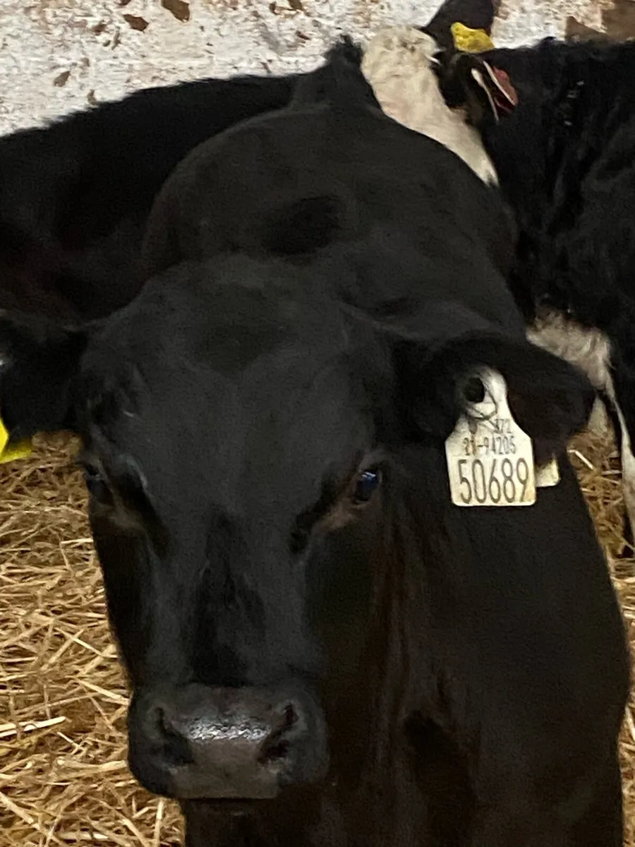 6 TOP QUALITY AI BRED BULL CALVES - Image 4