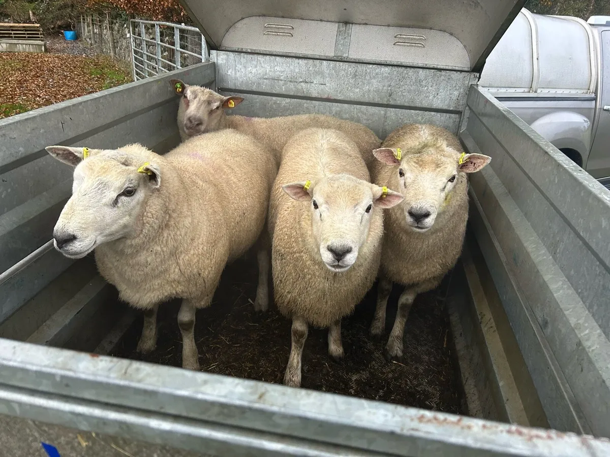 Romtex rams - Image 1