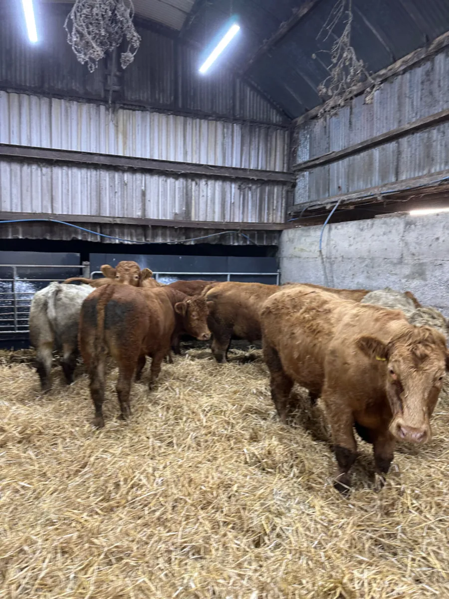Forward Charolais and lim bullocks - Image 2
