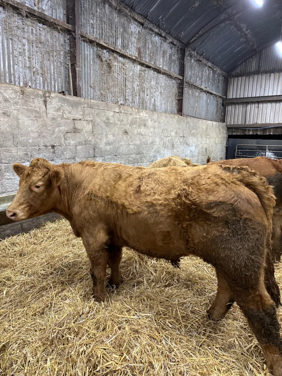 Forward Charolais and lim bullocks - Image 1