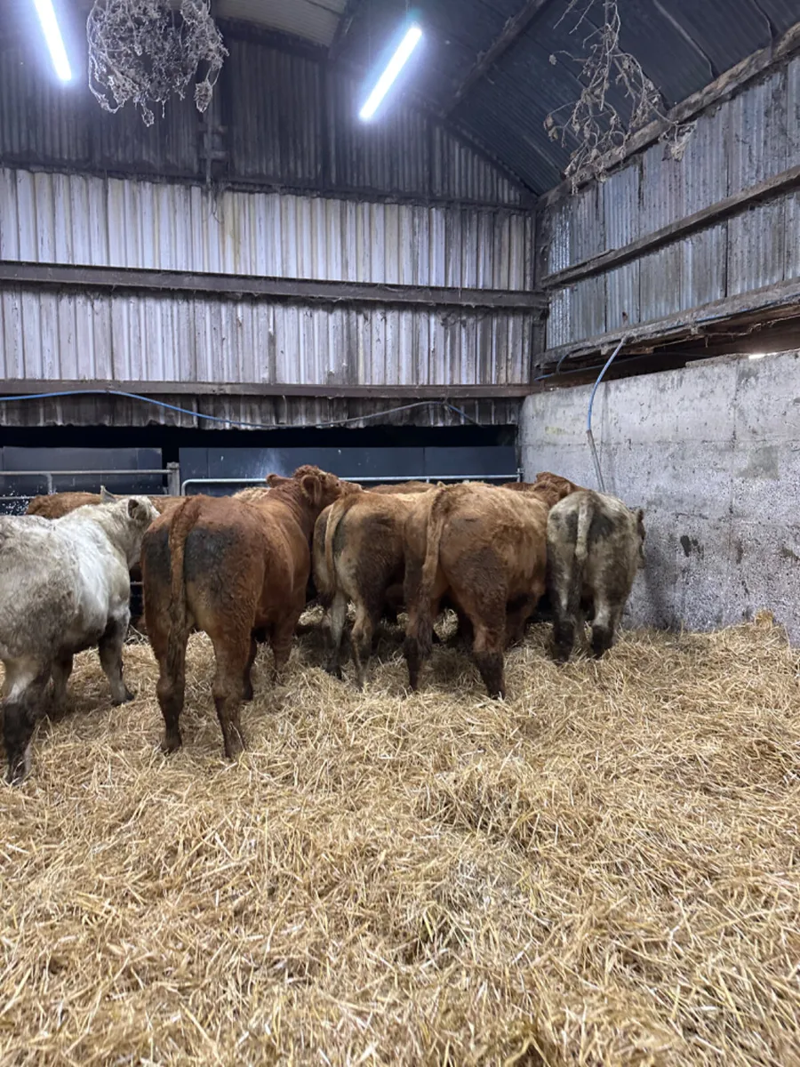 Forward Charolais and lim bullocks - Image 4