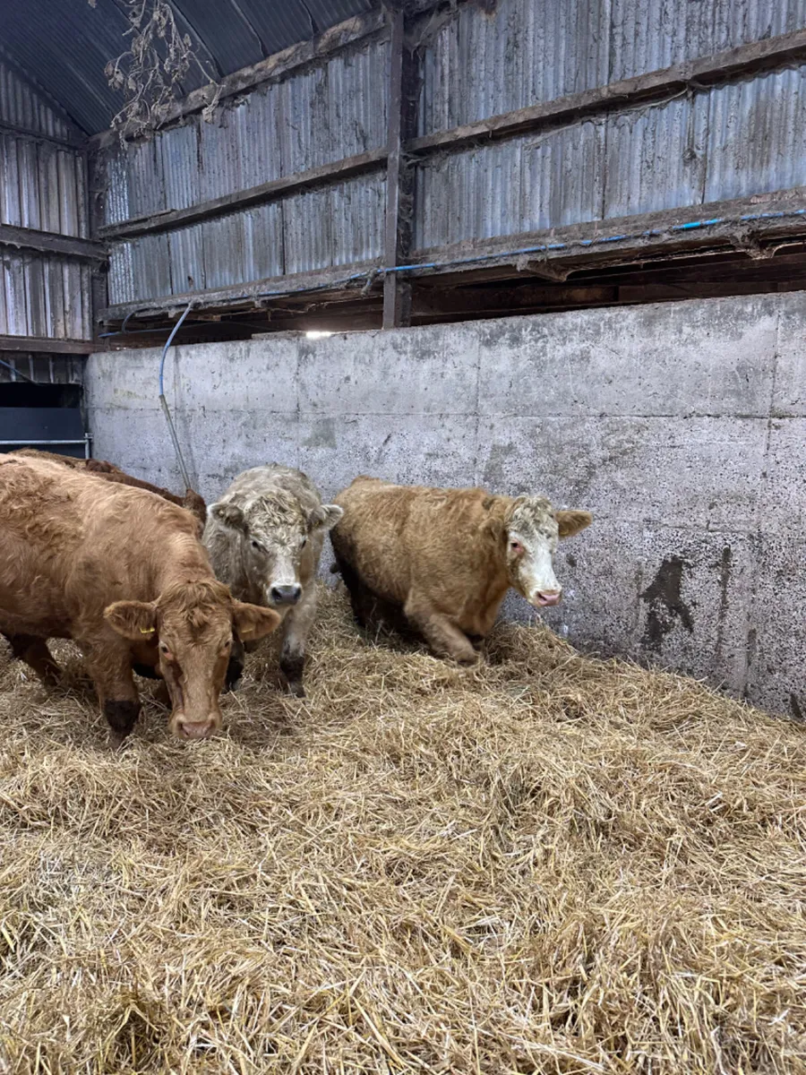 Forward Charolais and lim bullocks - Image 3