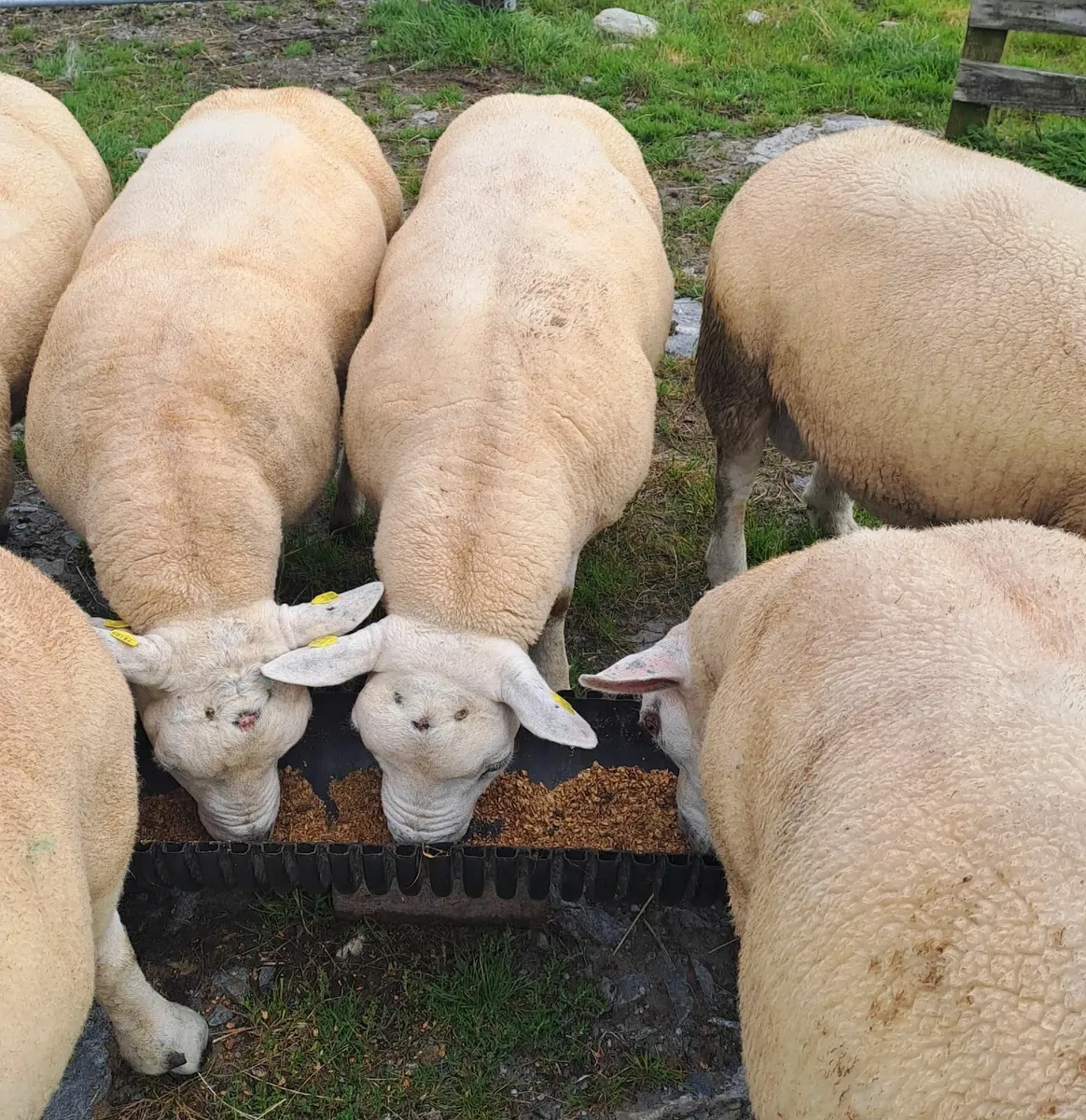 Sheep