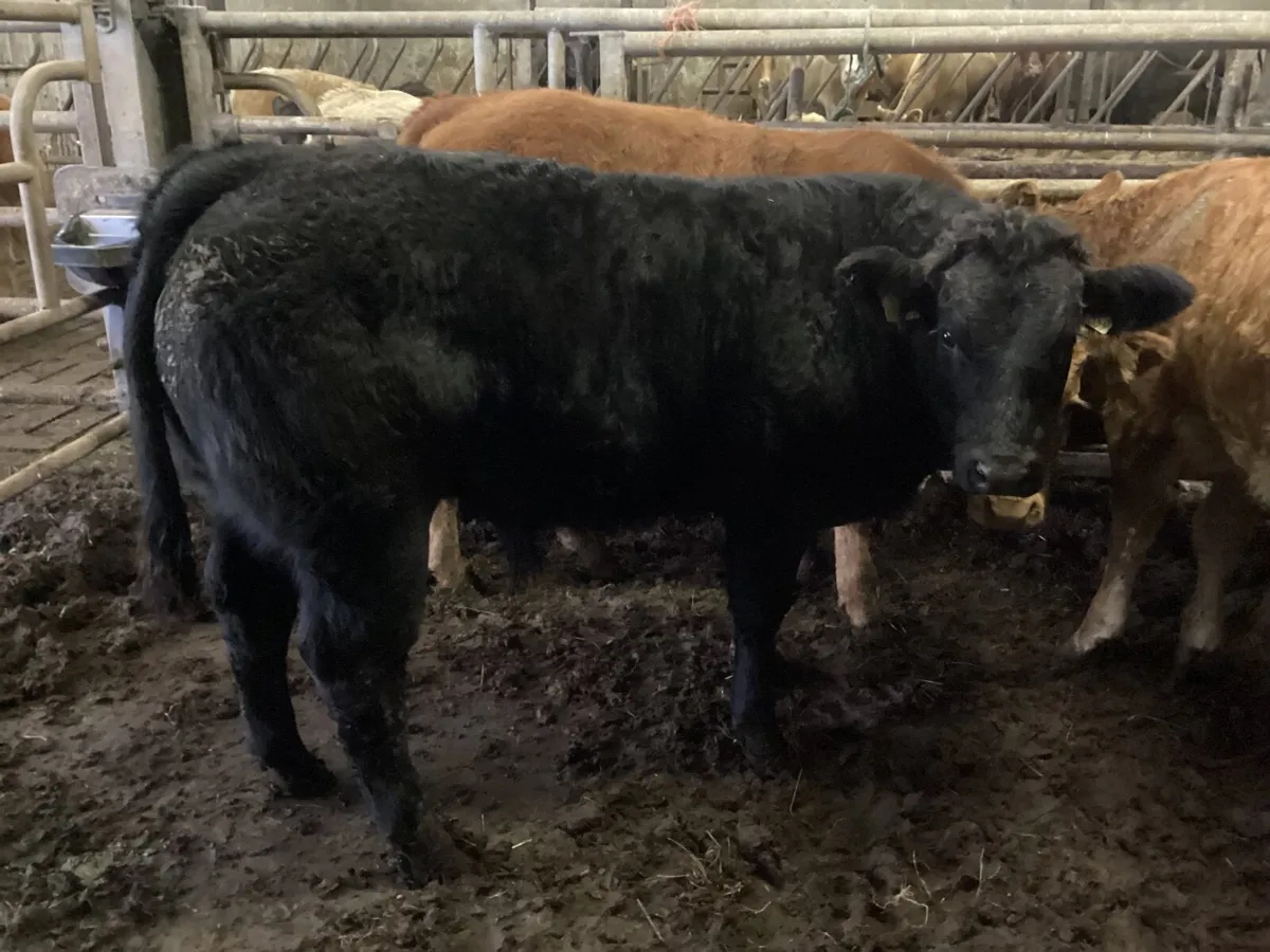 Organic weanlings - Image 2