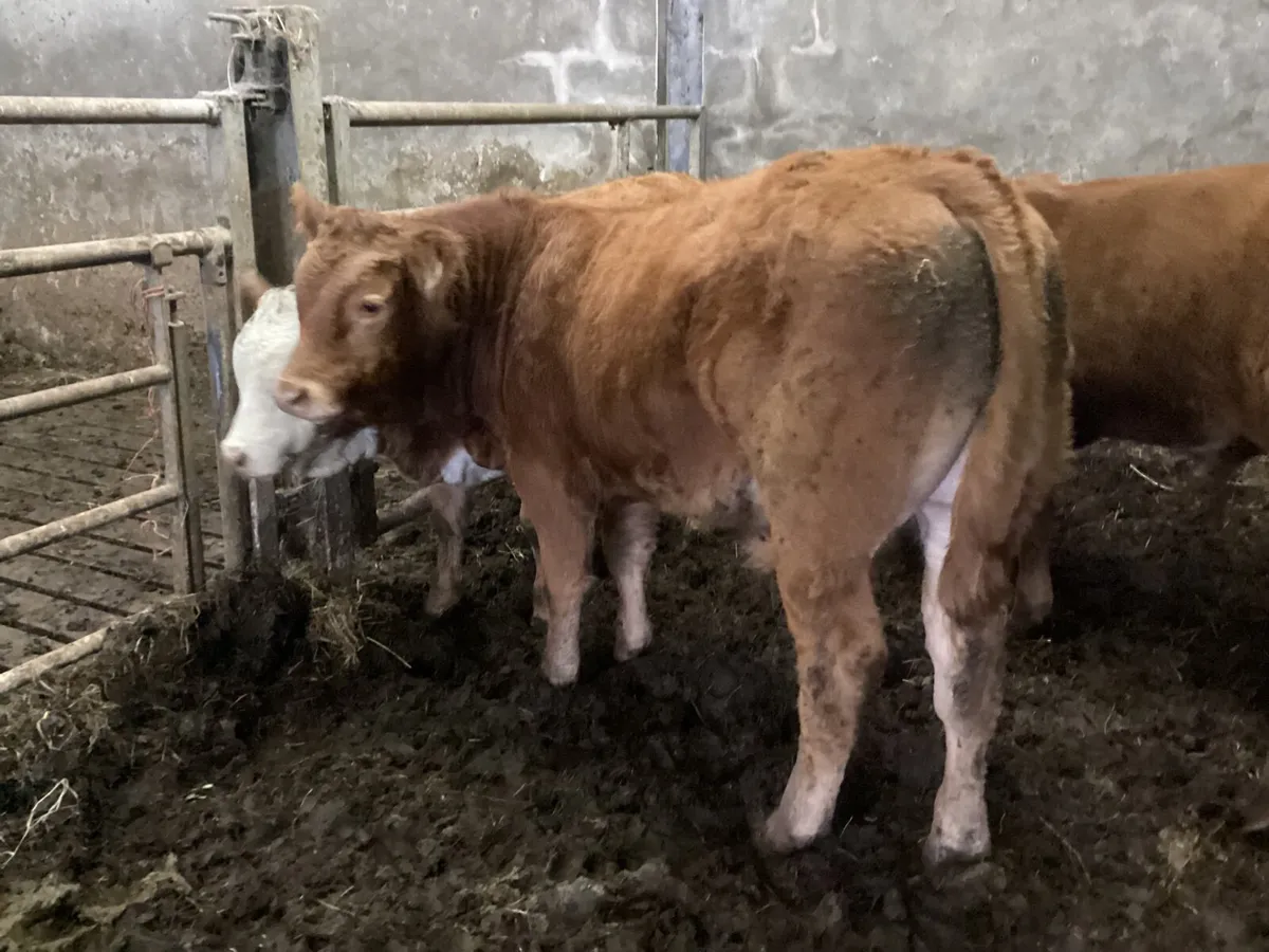 Organic weanlings - Image 3