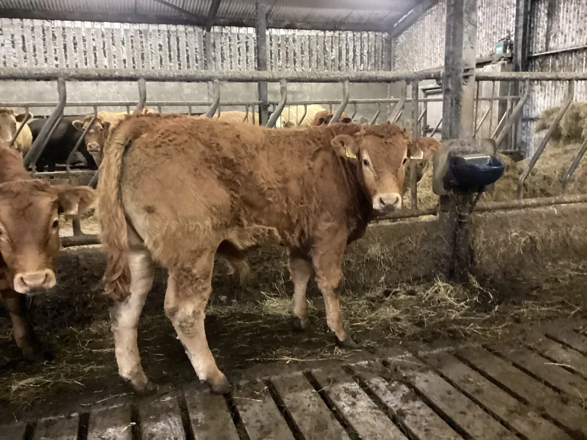 Organic weanlings - Image 1