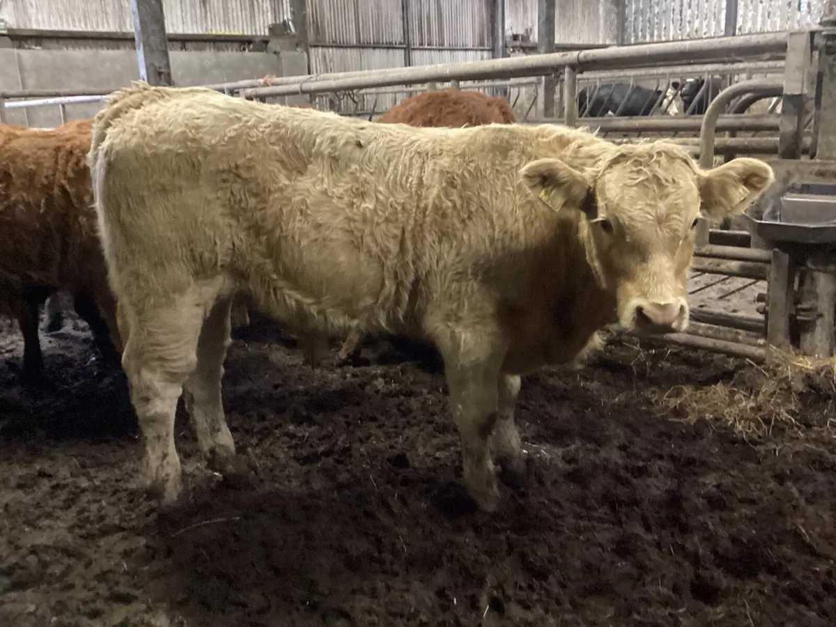 Organic weanlings - Image 4