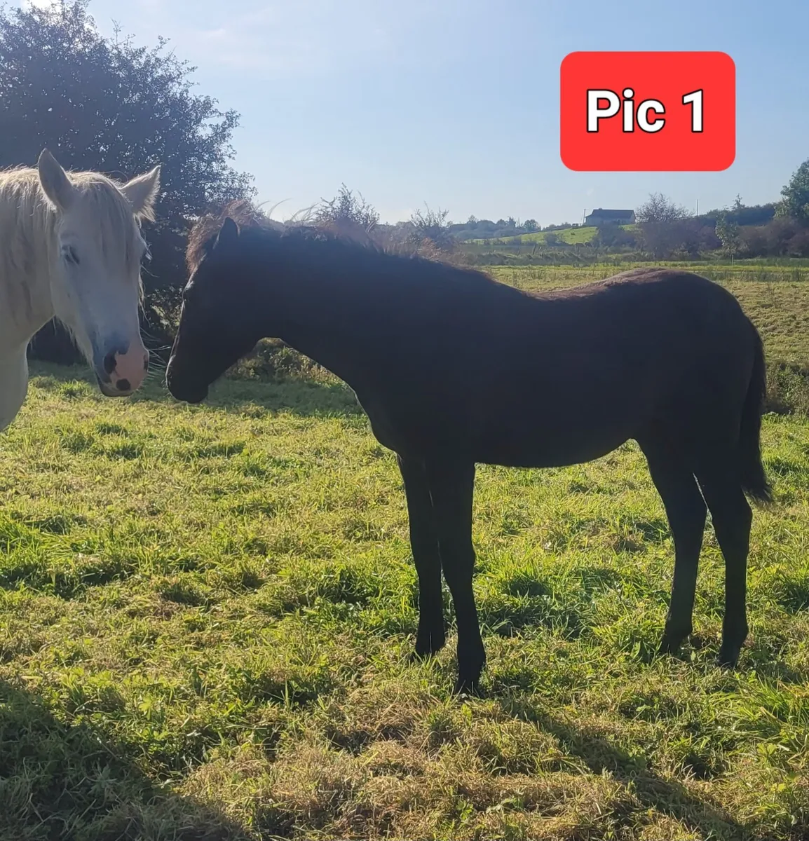 Connemara Filly & Colt Foals - Image 3