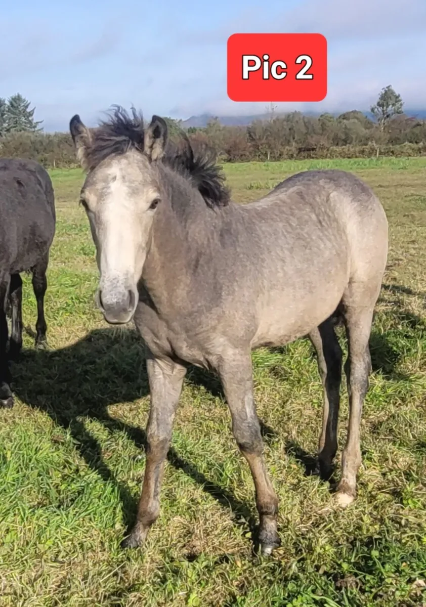 Connemara Filly & Colt Foals - Image 2