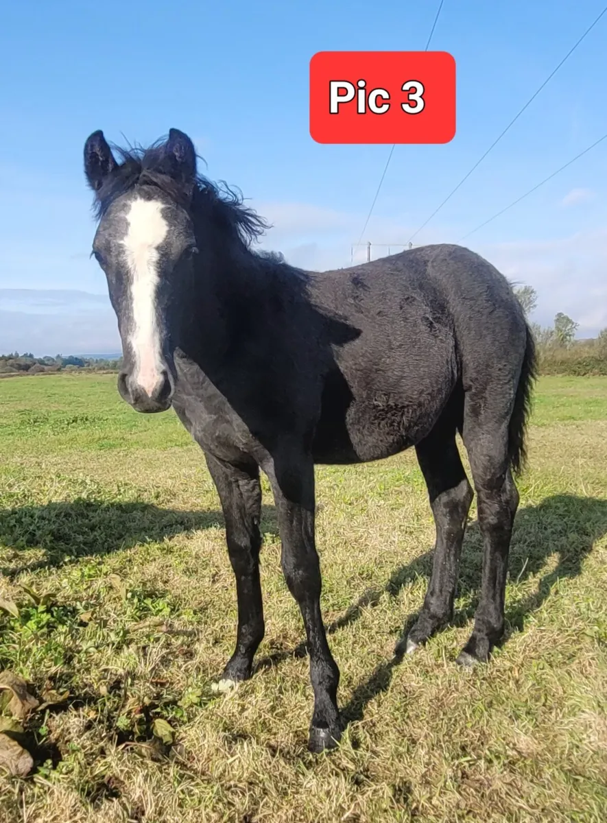 Connemara Filly & Colt Foals - Image 4