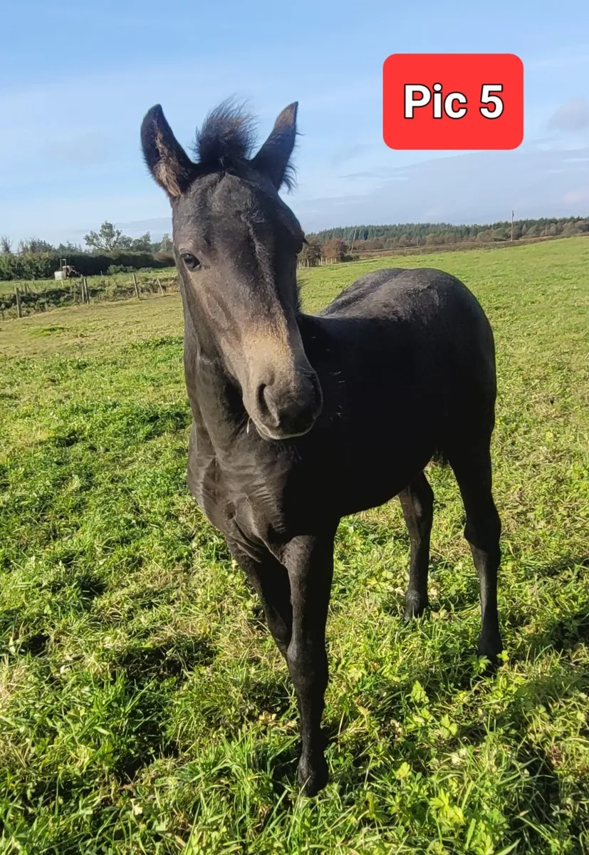 Connemara Filly & Colt Foals - Image 1