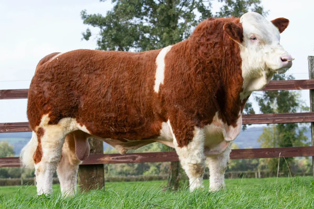 SCEP Eligible Simmental bulls - Premier Sale 25/10 - Image 3