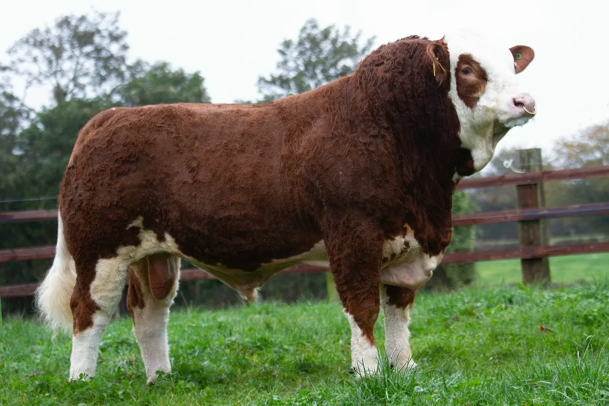 SCEP Eligible Simmental bulls - Premier Sale 25/10 - Image 4