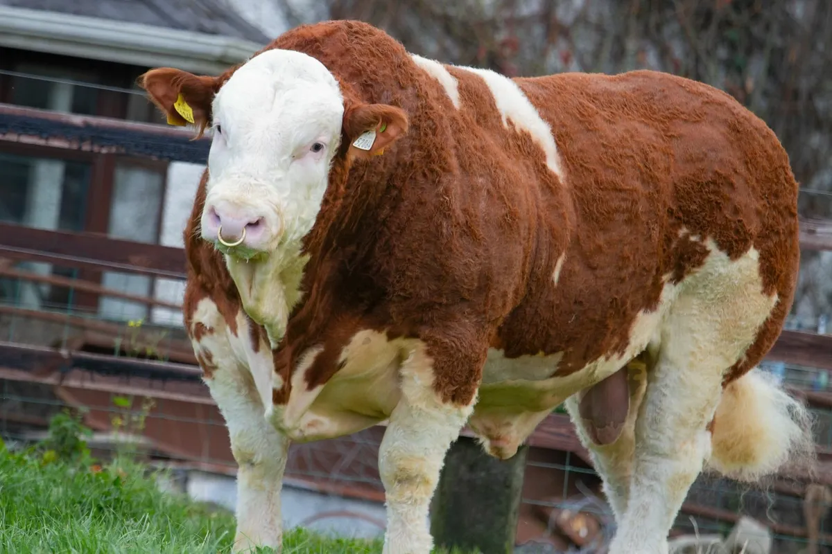 SCEP Eligible Simmental bulls - Premier Sale 25/10 - Image 1