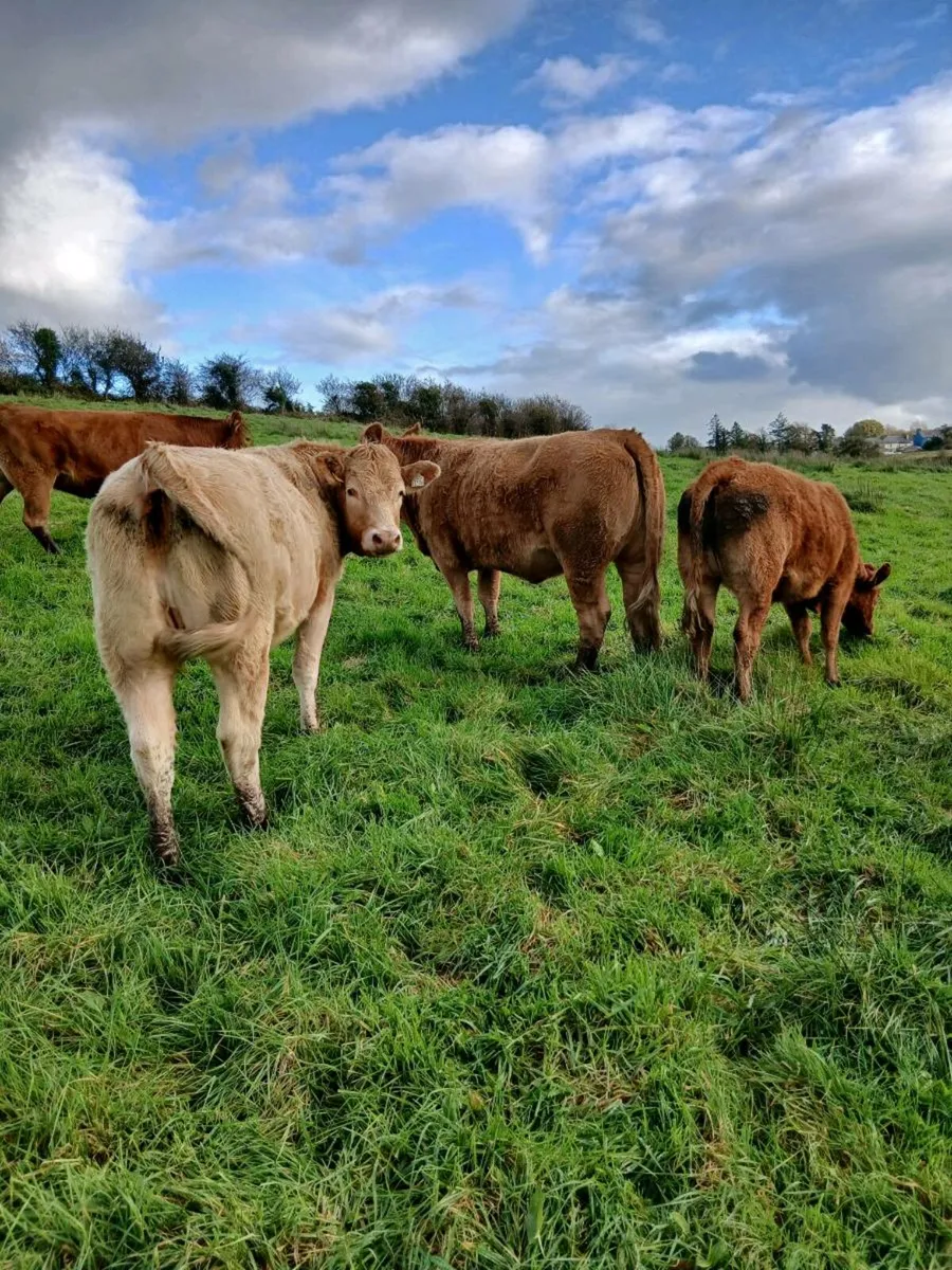 Organic Heifers💥💥 - Image 1
