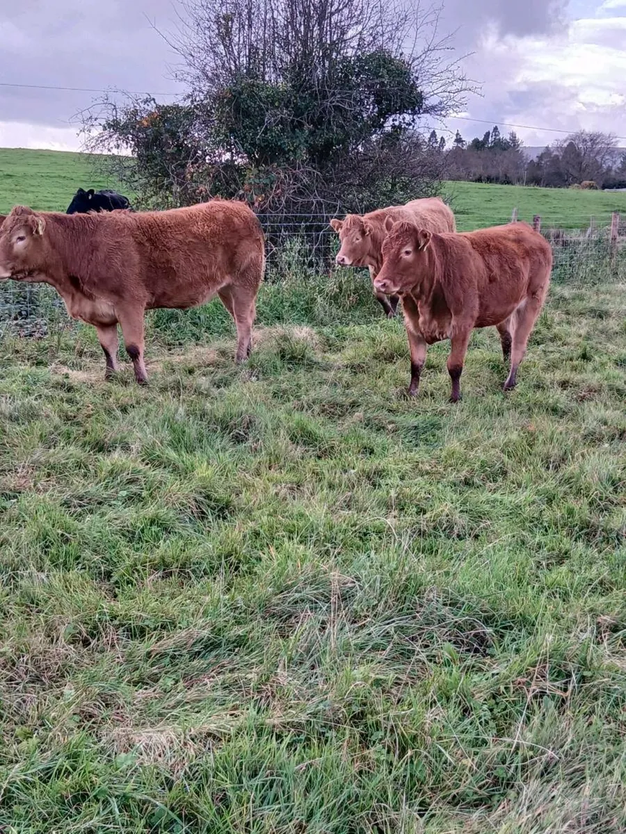Organic Heifers💥💥 - Image 2