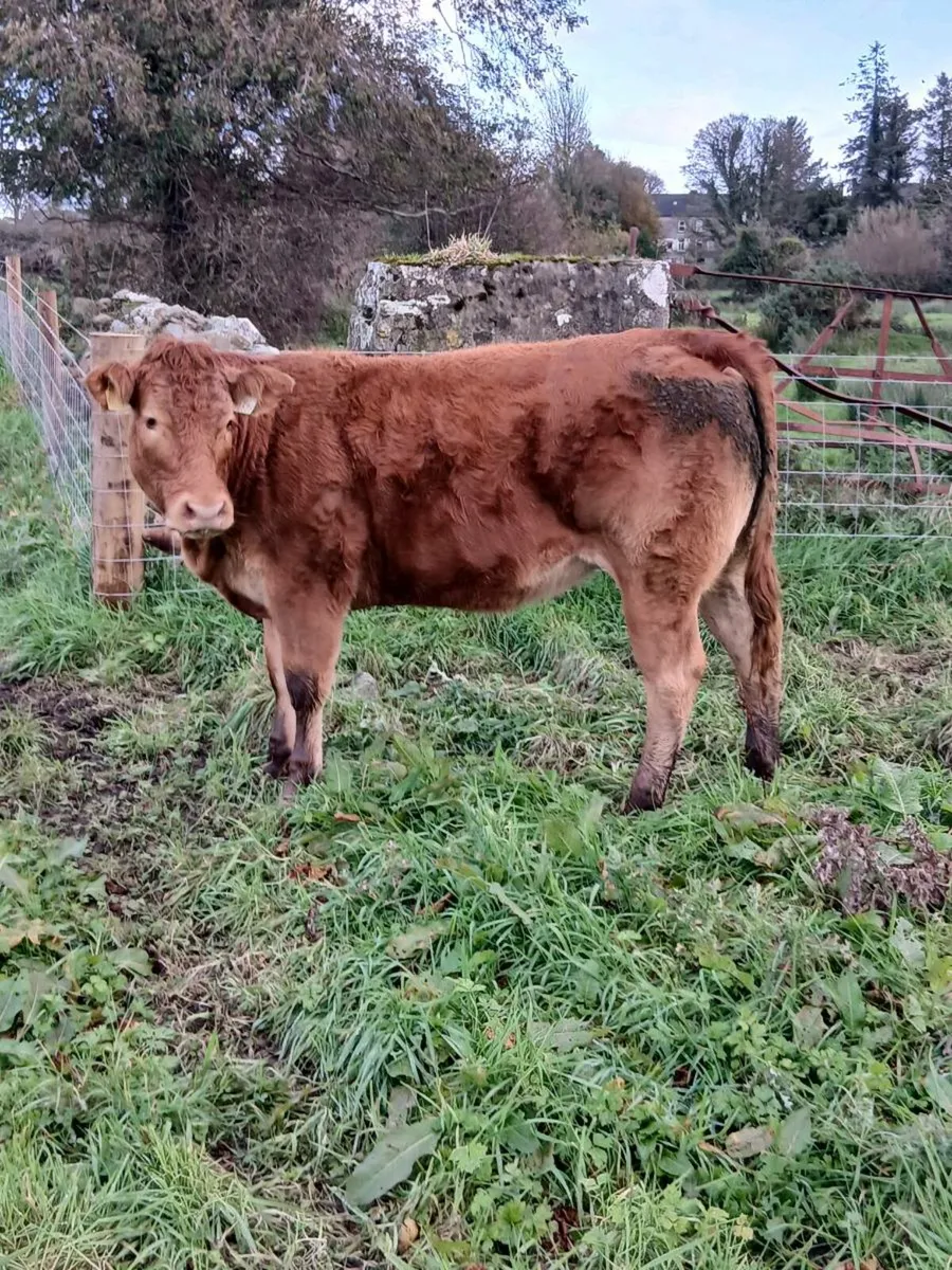 Organic Heifers💥💥 - Image 3