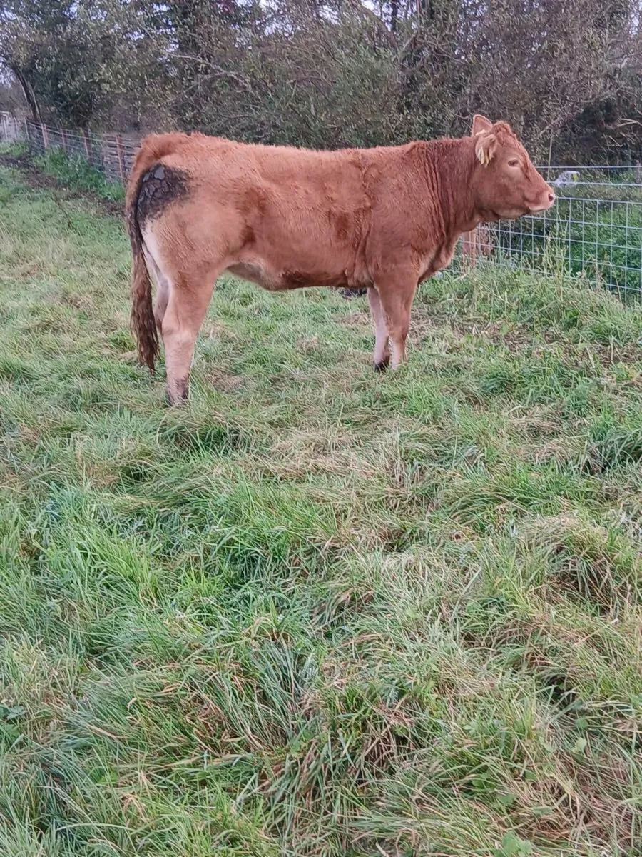 Organic Heifers💥💥 - Image 4