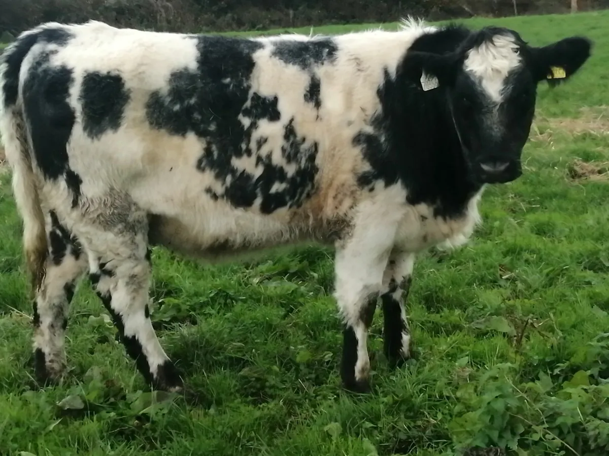 SHx weanlings Friday 24th at Drumshanbo Mart - Image 2