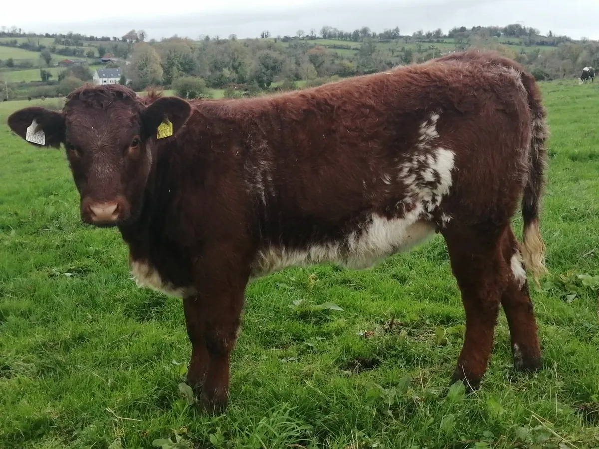 SHx weanlings Friday 24th at Drumshanbo Mart - Image 3