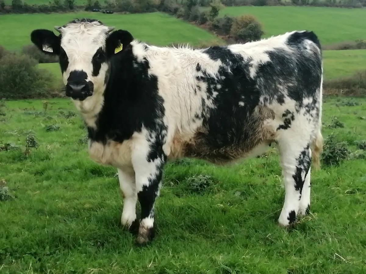 SHx weanlings Friday 24th at Drumshanbo Mart - Image 1