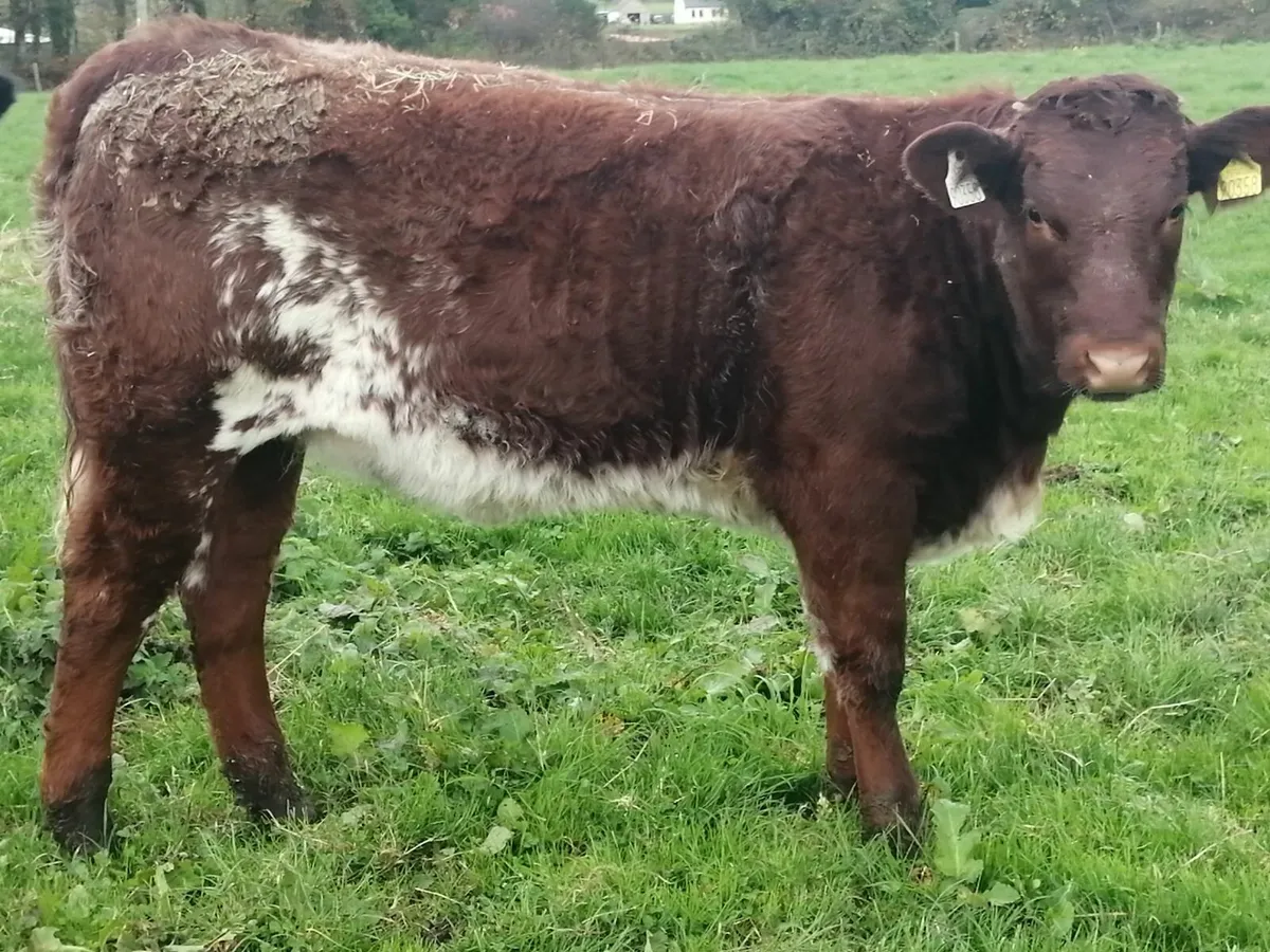 SHx weanlings Friday 24th at Drumshanbo Mart - Image 4