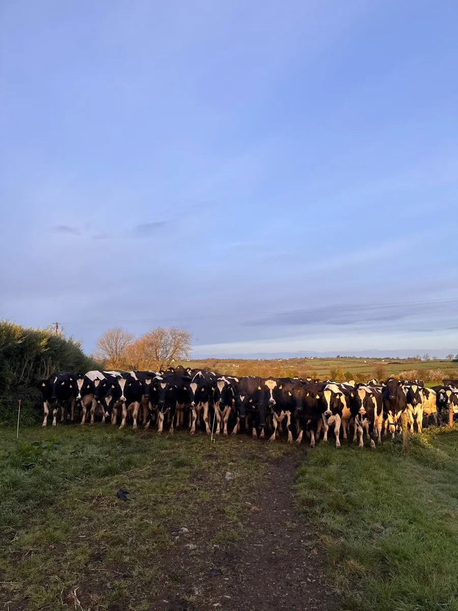 Winter Milker / worker available